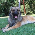 Joey - Hovawart, Zentralasiatischer Owtscharka - Bild 5