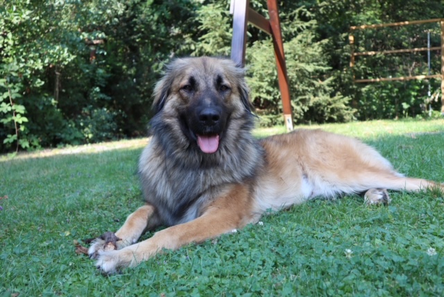 Joey - Hovawart, Zentralasiatischer Owtscharka - Bild 4