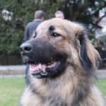 Joey - Hovawart, Zentralasiatischer Owtscharka - Bild 7