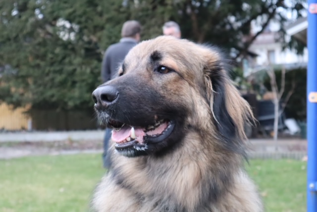 Joey - Hovawart, Zentralasiatischer Owtscharka - Bild 6