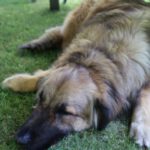 Joey - Hovawart, Zentralasiatischer Owtscharka - Bild 3