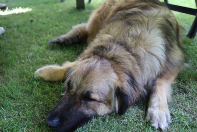 Joey - Hovawart, Zentralasiatischer Owtscharka - Bild 2