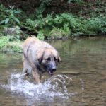 Joey - Hovawart, Zentralasiatischer Owtscharka - Bild 9