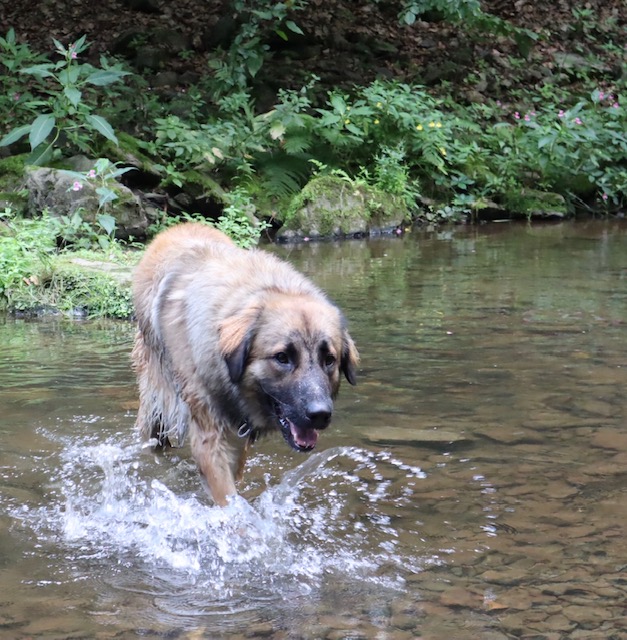 Joey - Hovawart, Zentralasiatischer Owtscharka - Bild 8