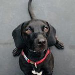 Sonny - Dackel, Labrador Retriever - Bild 13
