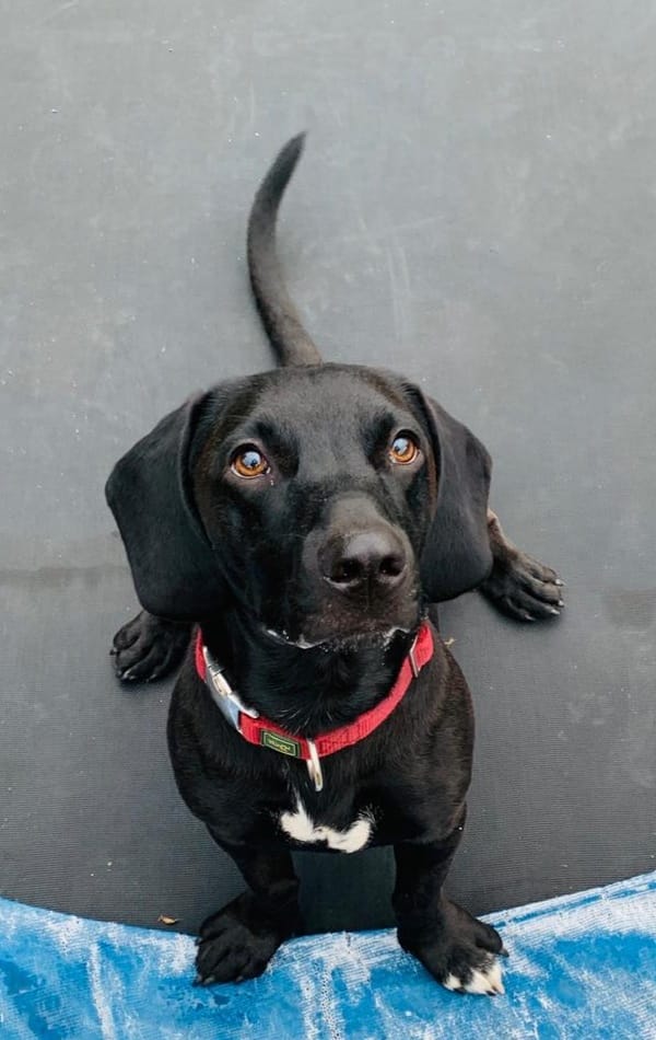 Sonny - Dackel, Labrador Retriever - Bild 12