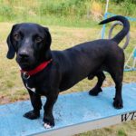 Sonny - Dackel, Labrador Retriever - Bild 11