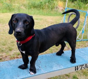 Sonny - Dackel, Labrador Retriever - Bild 1