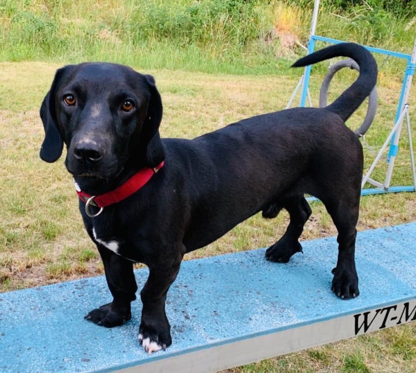 Sonny - Dackel, Labrador Retriever - Bild 10