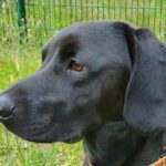 Sonny - Dackel, Labrador Retriever - Bild 9