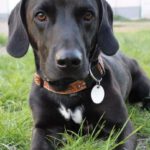 Sonny - Dackel, Labrador Retriever - Bild 7
