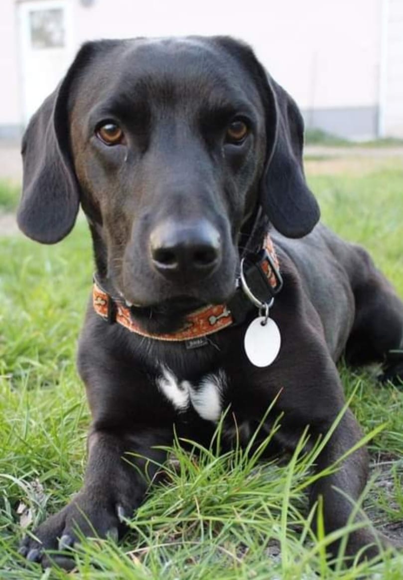 Sonny - Dackel, Labrador Retriever - Bild 6