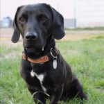 Sonny - Dackel, Labrador Retriever - Bild 5