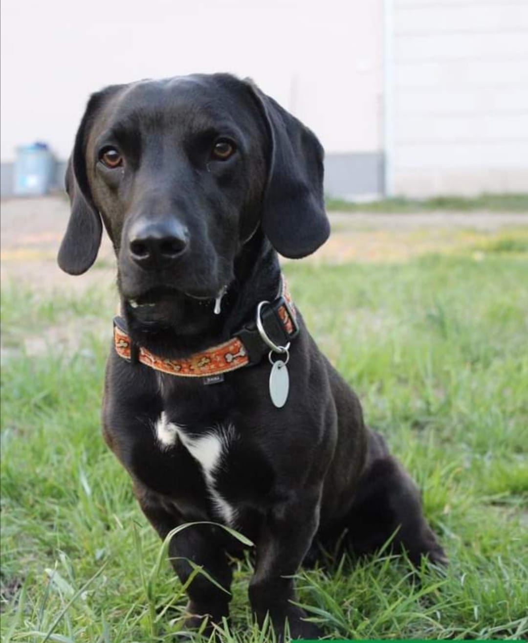 Sonny - Dackel, Labrador Retriever - Bild 4