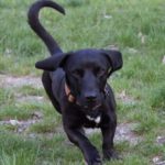 Sonny - Dackel, Labrador Retriever - Bild 3
