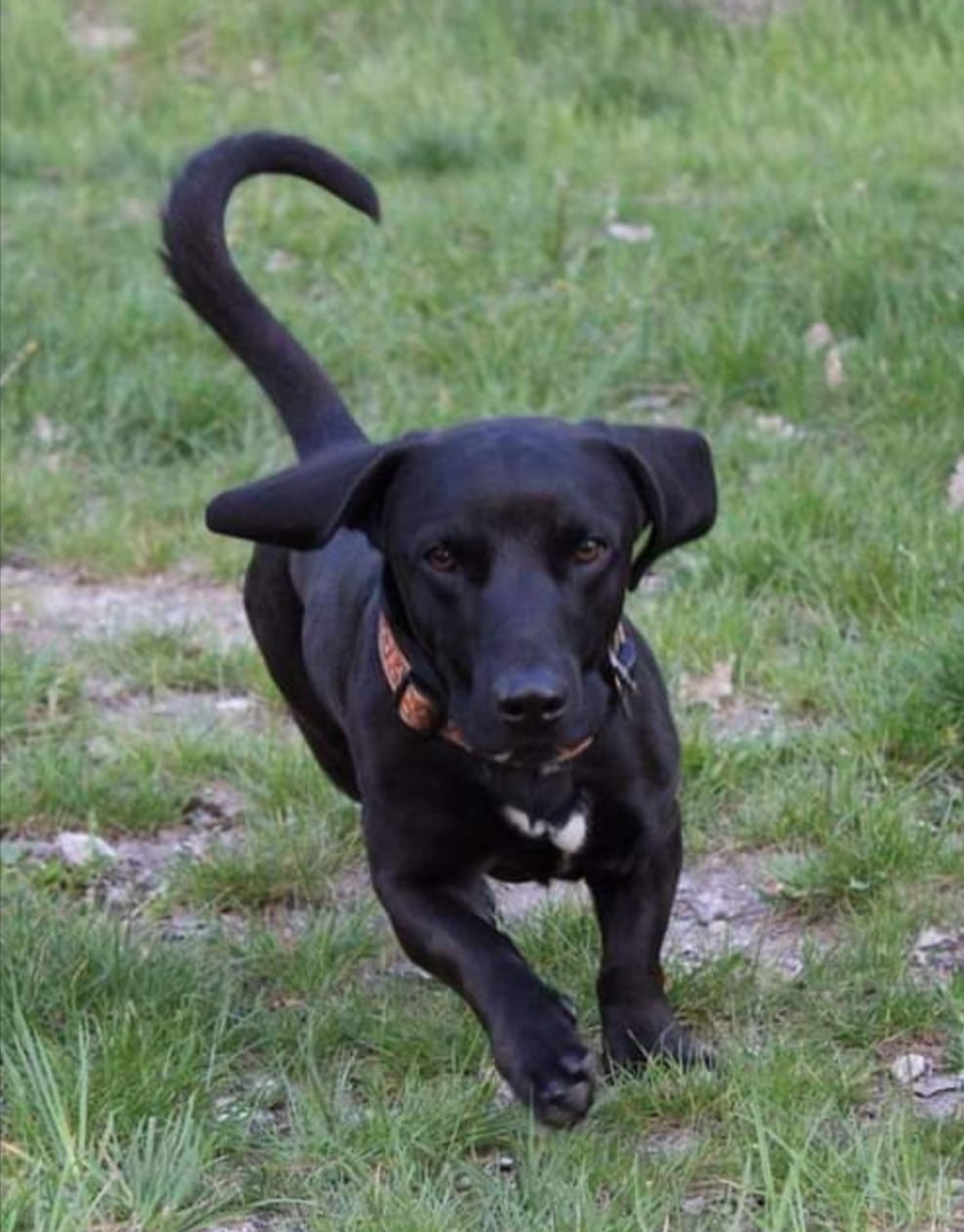 Sonny - Dackel, Labrador Retriever - Bild 2