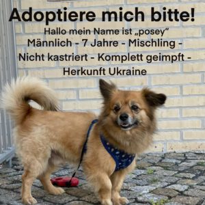 Sonny - Dogo Argentino, Labrador Retriever - Bild 1