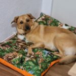 Henry - Golden Retriever - Bild 9