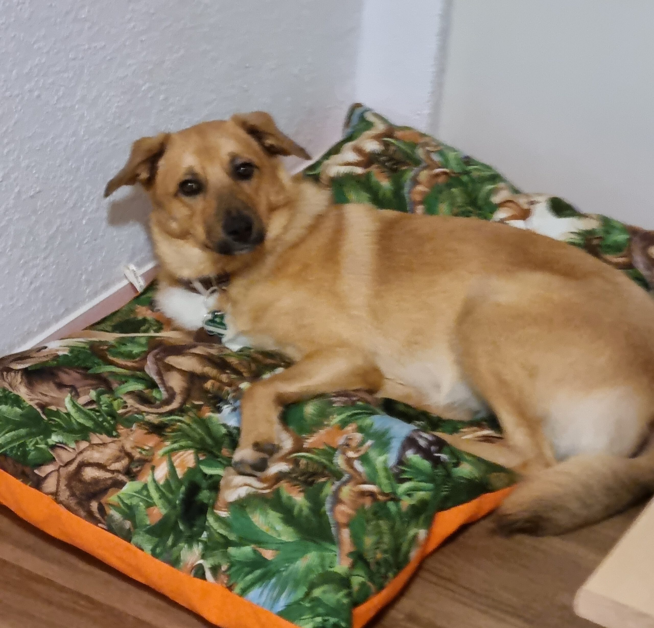 Henry - Golden Retriever - Bild 8