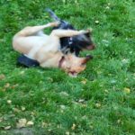 Henry - Golden Retriever - Bild 7