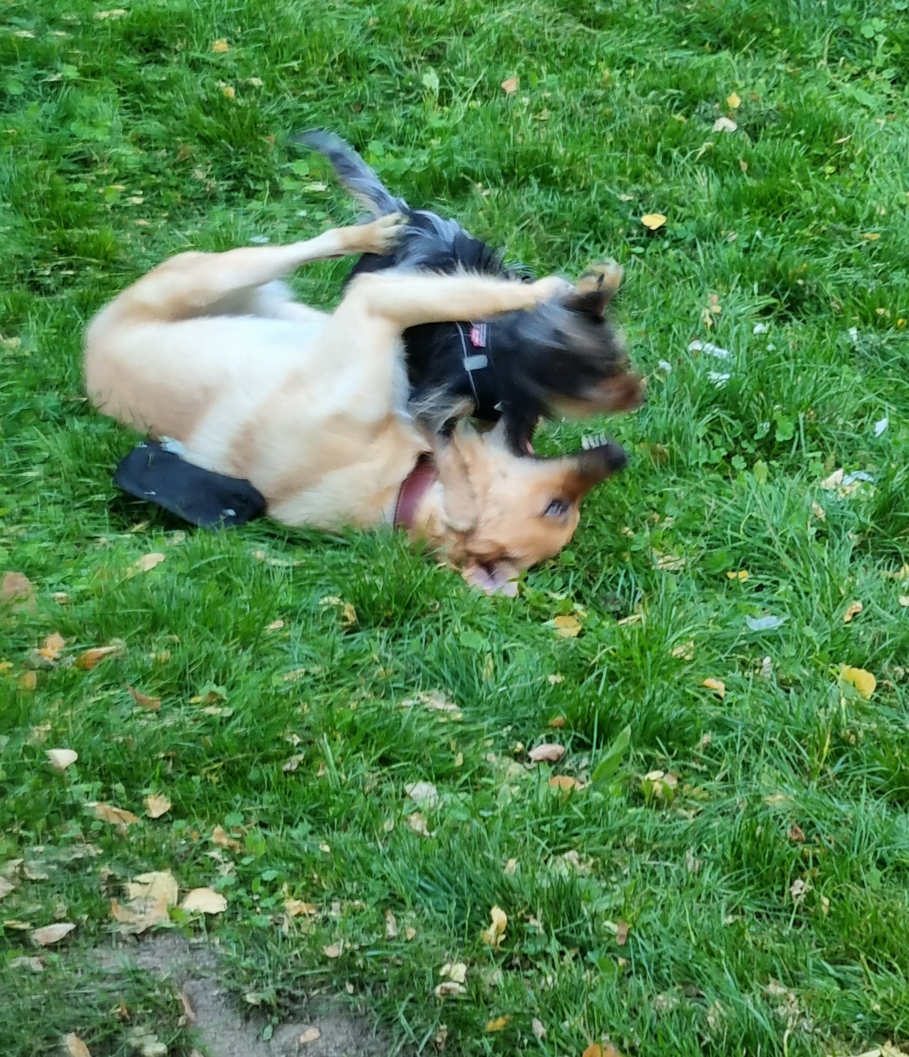 Henry - Golden Retriever - Bild 6