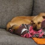 Henry - Golden Retriever - Bild 5