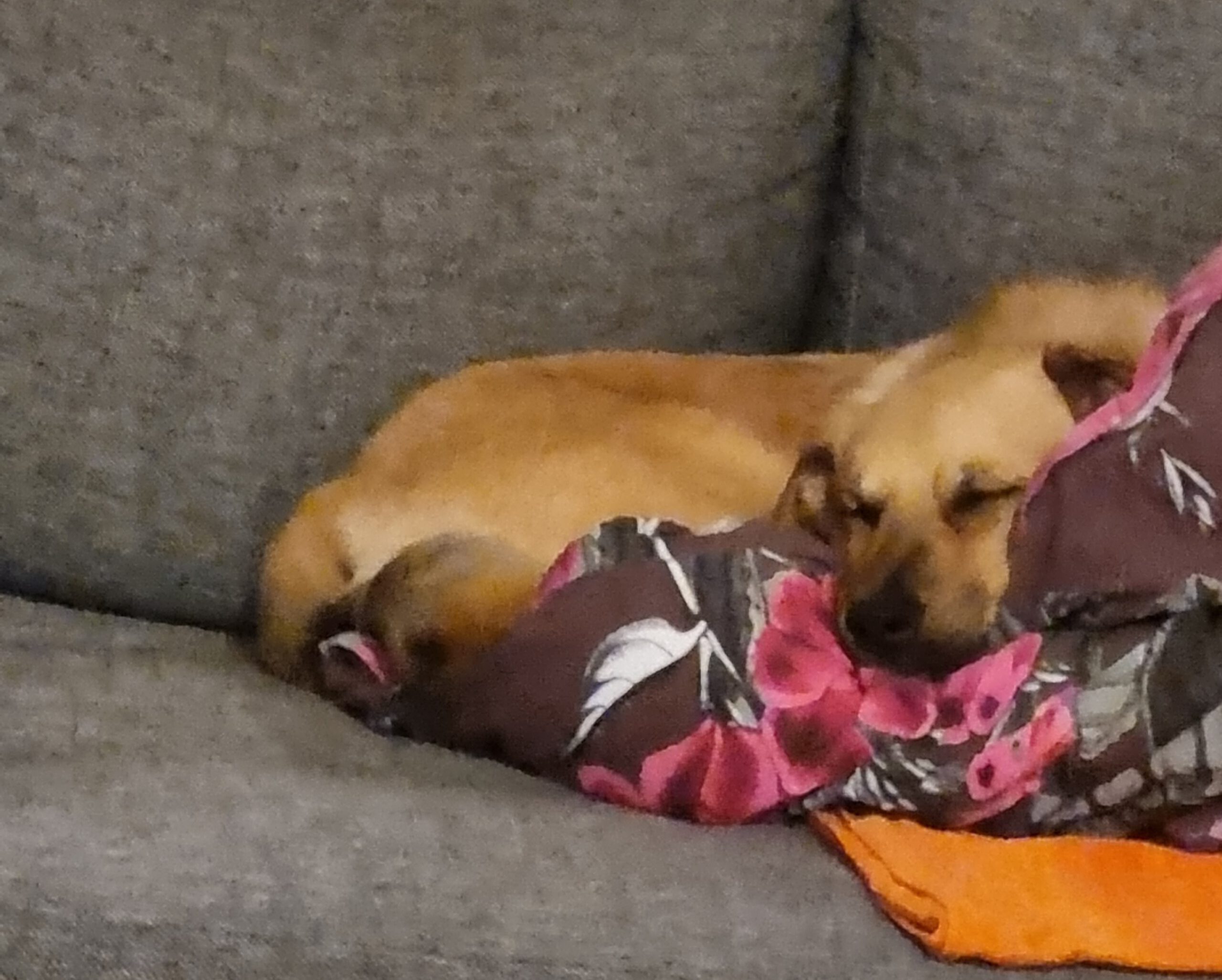 Henry - Golden Retriever - Bild 4