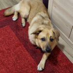 Henry - Golden Retriever - Bild 11