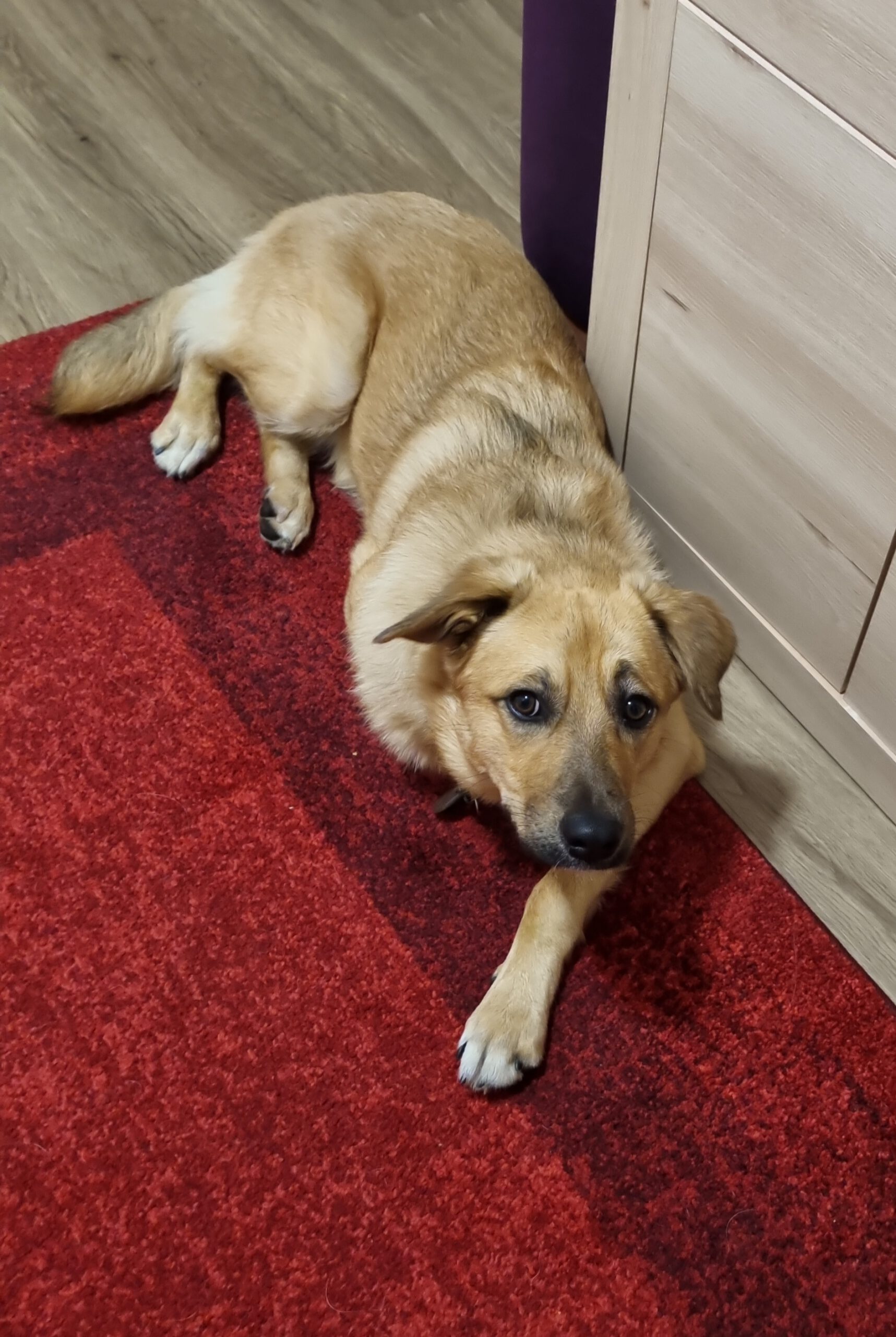 Henry - Golden Retriever - Bild 10