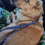 Henry - Golden Retriever - Bild 3