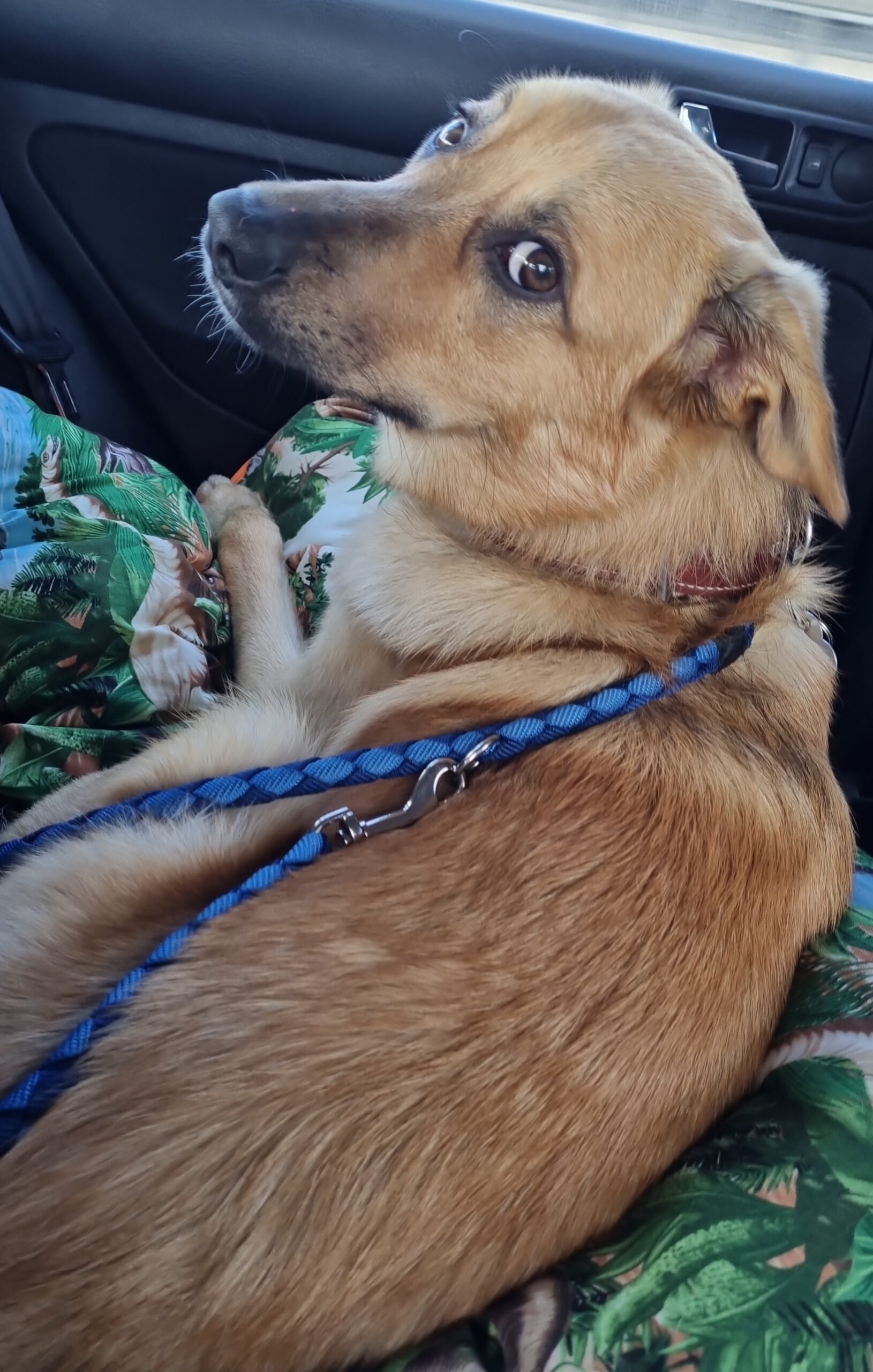 Henry - Golden Retriever - Bild 2