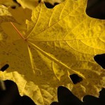 herbst