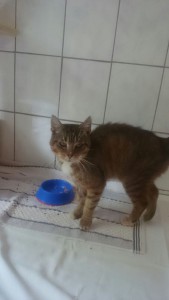 Hugo